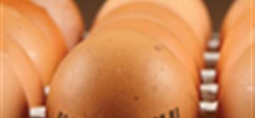 Classificadora e Fornecedora de Ovos Monitora Milhões de Ovos com Leitores PowerScan™ da Datalogic